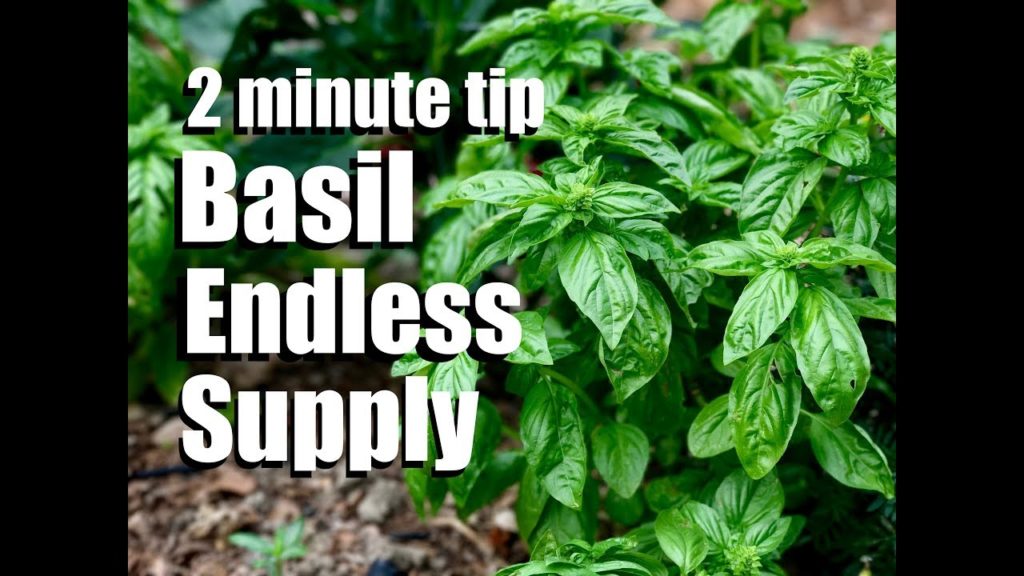 CaliKim: Basil: How to Have an Endless Supply by Pruning and Propagating // CaliKim 2 Minute Tip Basil: How to Have an Endless Supply by Pruning and Propagating // CaliKim 2 Minute Tip