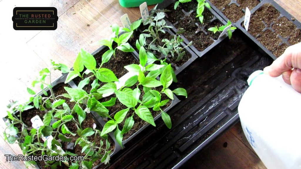 Gary Pilarchik: Seed Starting Tomatoes & Peppers Indoors: Why, When & How, Cell Size, Fertilizing & More Explained Seed Starting Tomatoes & Peppers Indoors: Why, When & How, Cell Size, Fertilizing & More Explained