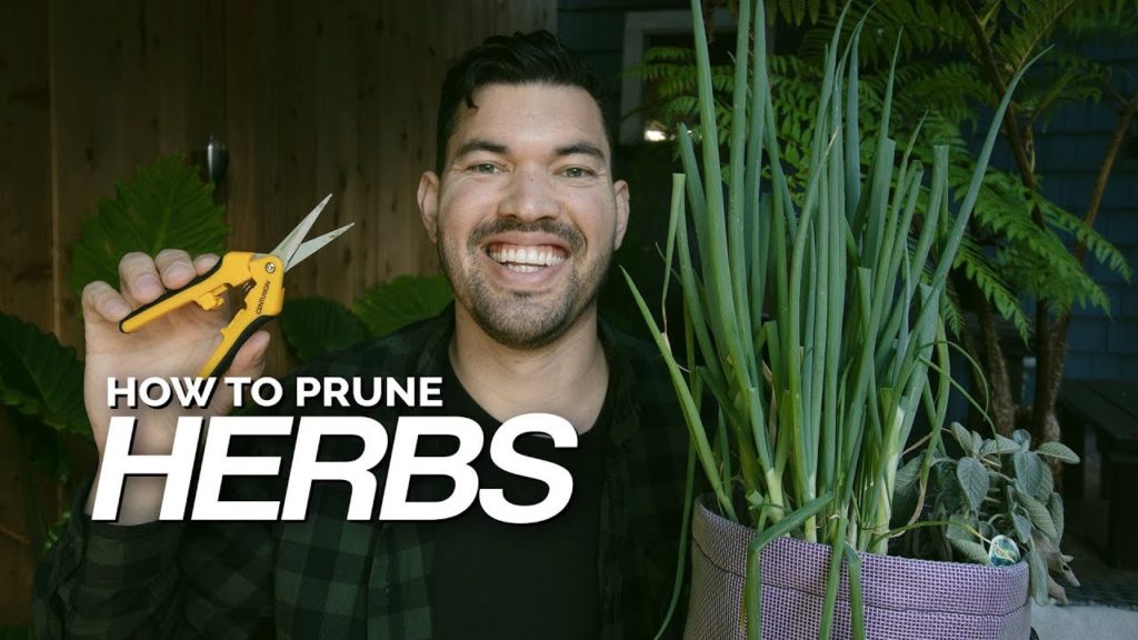 3 Methods for Pruning Herbs To Stimulate New Growth