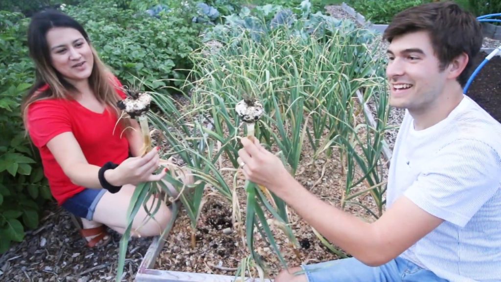 Epic Garlic Haul! Our Largest Harvest To Date