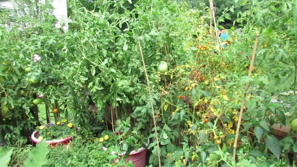 Gary Pilarchik: Yellowing Tomato Leaves May Be Normal: High Temperatures? – The Rusted Vegetable Garden Yellowing Tomato Leaves May Be Normal: High Temperatures? - The Rusted Vegetable Garden