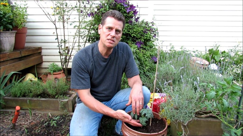 Simple Container Tomato Planting: Potting Mix, Container & Heat Tolerant Tomatoes - KIS Series (1)