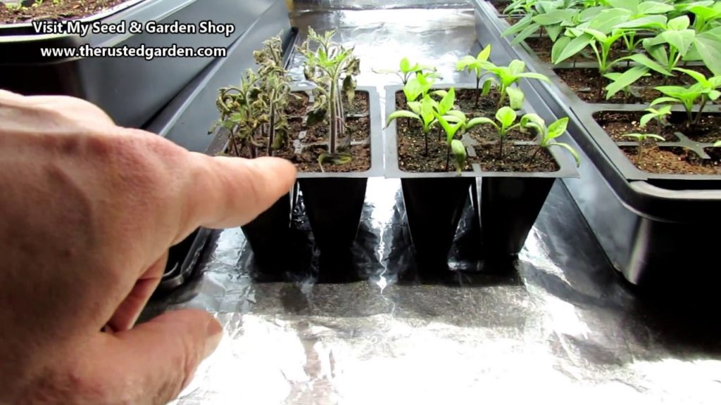 Vegetable Garden Tour & Tips 1/28/18: My Grow Closets, Tips for Seed Starting, Herbs, My Video Set