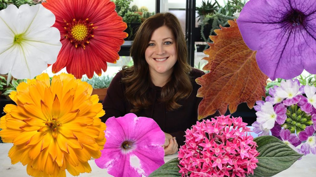 Garden Answer: New Annuals for 2020 🌿// Garden Answer New Annuals for 2020 🌿// Garden Answer