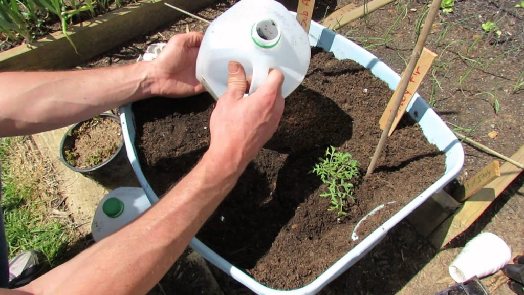 Gary Pilarchik: 60 Seconds or Sow: Acclimating Indoor Tomatoes Outdoors with Milk Containers: The Rusted Garden 2013 60 Seconds or Sow: Acclimating Indoor Tomatoes Outdoors with Milk Containers: The Rusted Garden 2013