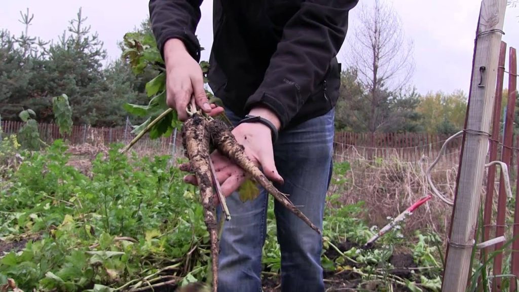 MIgardener: HUGE Organic Parsnip Harvest 75 Pounds! | MIgardener HUGE Organic Parsnip Harvest 75 Pounds! | MIgardener