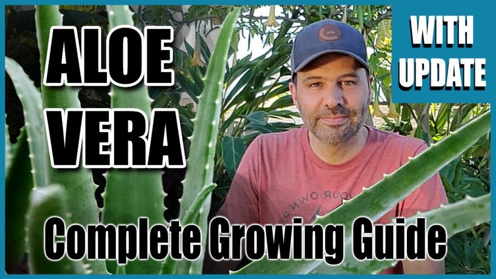 California Garden TV: Aloe Vera, Complete Growing Guide – With 3 Month Update Aloe Vera, Complete Growing Guide - With 3 Month Update