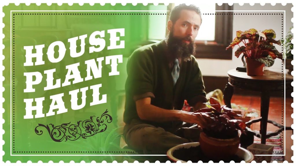 Houseplant Haul - Re-potting in Recycled Containers