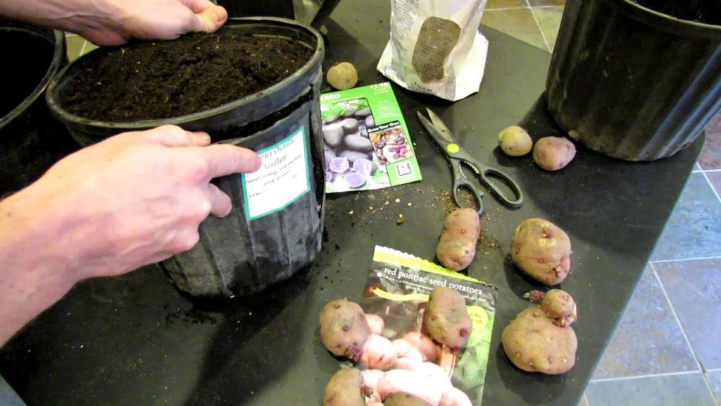 Gary Pilarchik: How to Build a Recycled Potato Bucket for Heirloom Potatoes – The Rusted Garden 2013 How to Build a Recycled Potato Bucket for Heirloom Potatoes - The Rusted Garden 2013