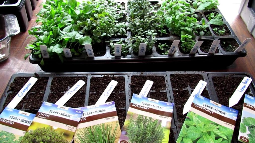 Gary Pilarchik: Make $500 Selling Garden Vegetable Plants at a Yard Sale: Starting 7 Great Herbs Indoors – Part 1of4 Make $500 Selling Garden Vegetable Plants at a Yard Sale: Starting 7 Great Herbs Indoors - Part 1of4