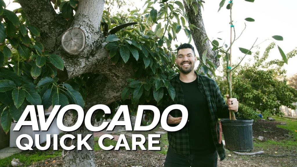 How to Grow Hass Avocados: Quick Care Guide
