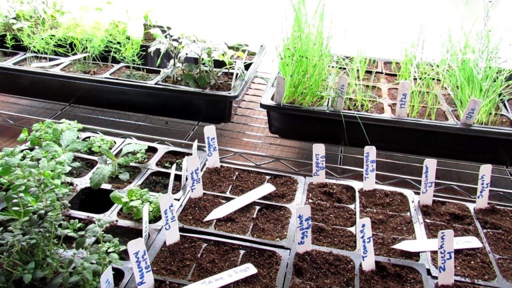 Gary Pilarchik: When Do I Seed Start My Herbs, Tomatoes & Other Warm Weather Crops: No Potting Up, No Grow Lights! When Do I Seed Start My Herbs, Tomatoes & Other Warm Weather Crops: No Potting Up, No Grow Lights!