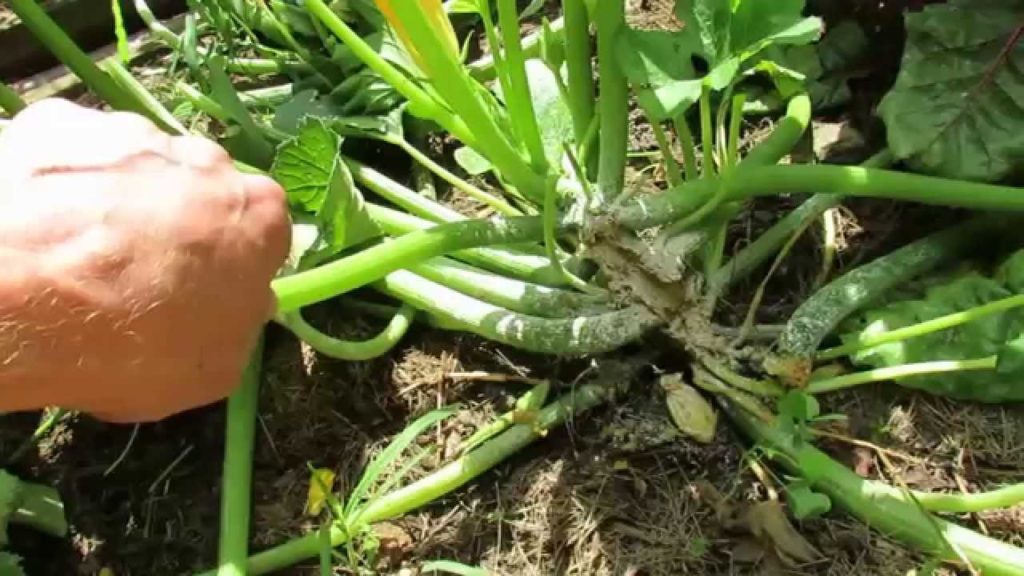 How to Treat Zucchinni/Squash Vine/Stem Borer Damage: Resilient Plants! - TRG 2014