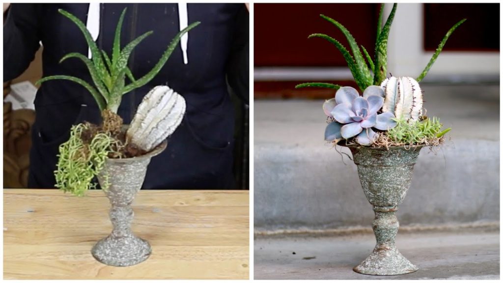 Garden Answer: Fixing a Damaged Succulent Arrangement Fixing a Damaged Succulent Arrangement