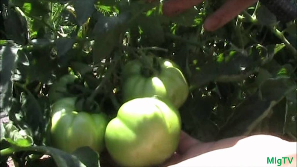 MIgardener: How to Prevent Tomato Cracking + 4th of July Update How to Prevent Tomato Cracking + 4th of July Update