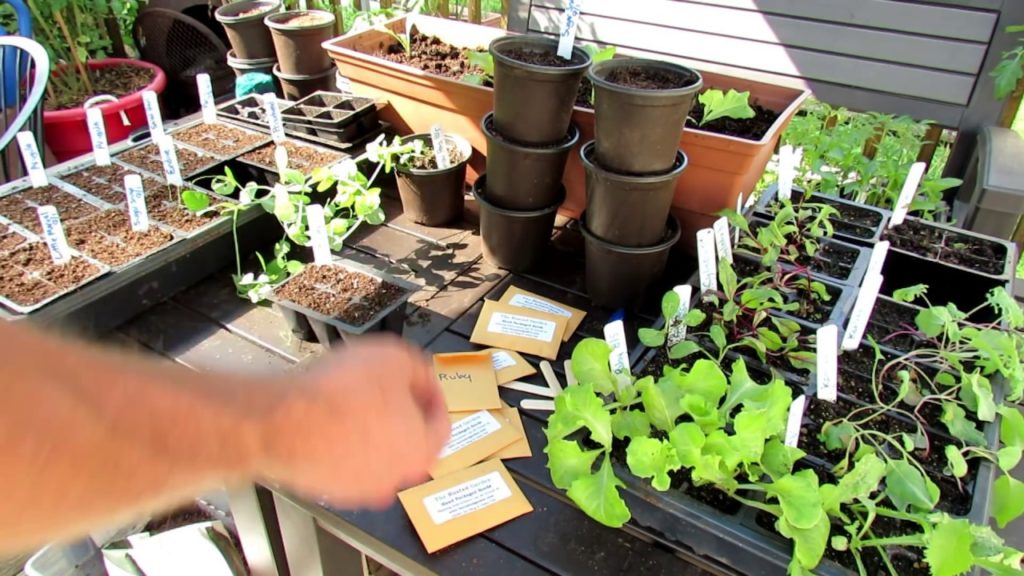 Starting & Planting Your Fall Lettuce & Pea Container Garden: Cool Weather Vegetables!