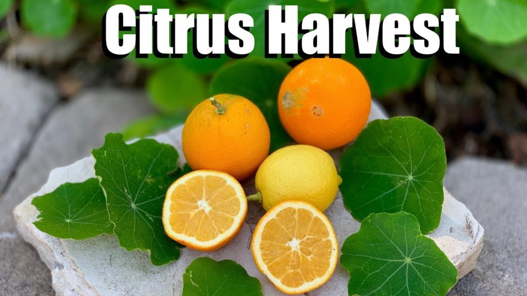 CaliKim: Citrus Harvest  of Oranges and Lemons, 3 Citrus Harvest Readiness Clues & Taste Test! 🍊🍋 Citrus Harvest  of Oranges and Lemons, 3 Citrus Harvest Readiness Clues & Taste Test! 🍊🍋
