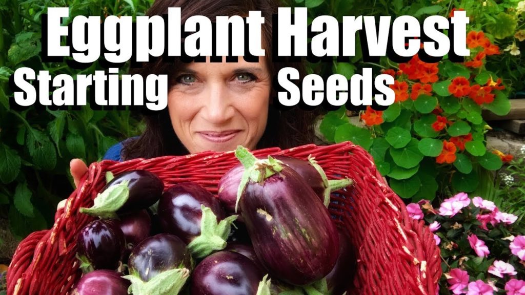 Eggplant Harvest and How to Start Eggplant from Seed