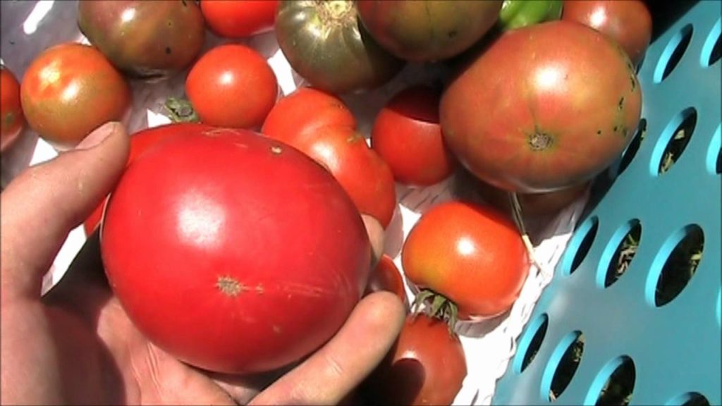 MIgardener: First Harvest at The Tomato Patch First Harvest at The Tomato Patch