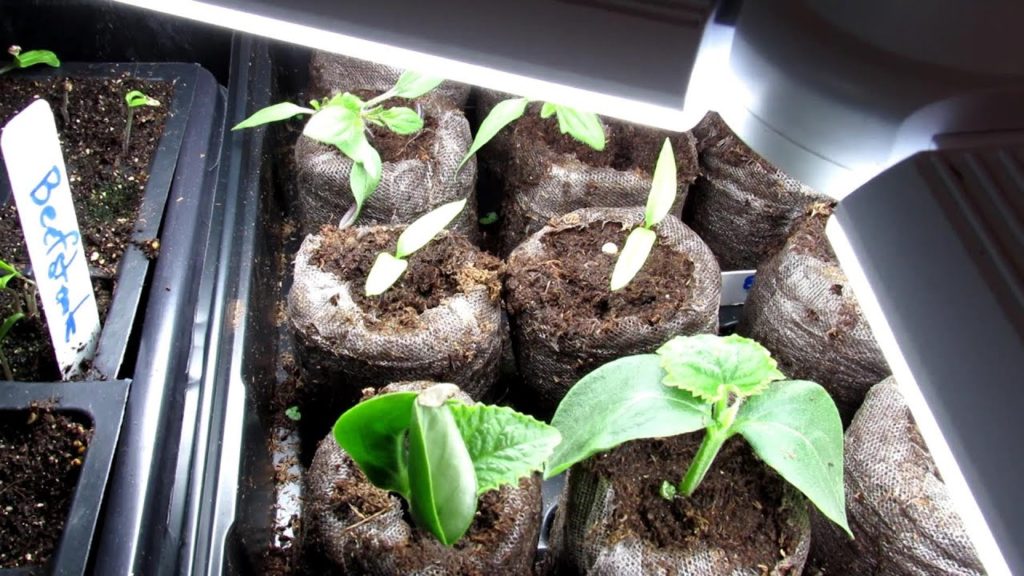 Gary Pilarchik: I Just Want to Do Small Scale Seed Starting Indoors: LED Fan Blade Bendable Lights – Basic Set Up I Just Want to Do Small Scale Seed Starting Indoors: LED Fan Blade Bendable Lights - Basic Set Up