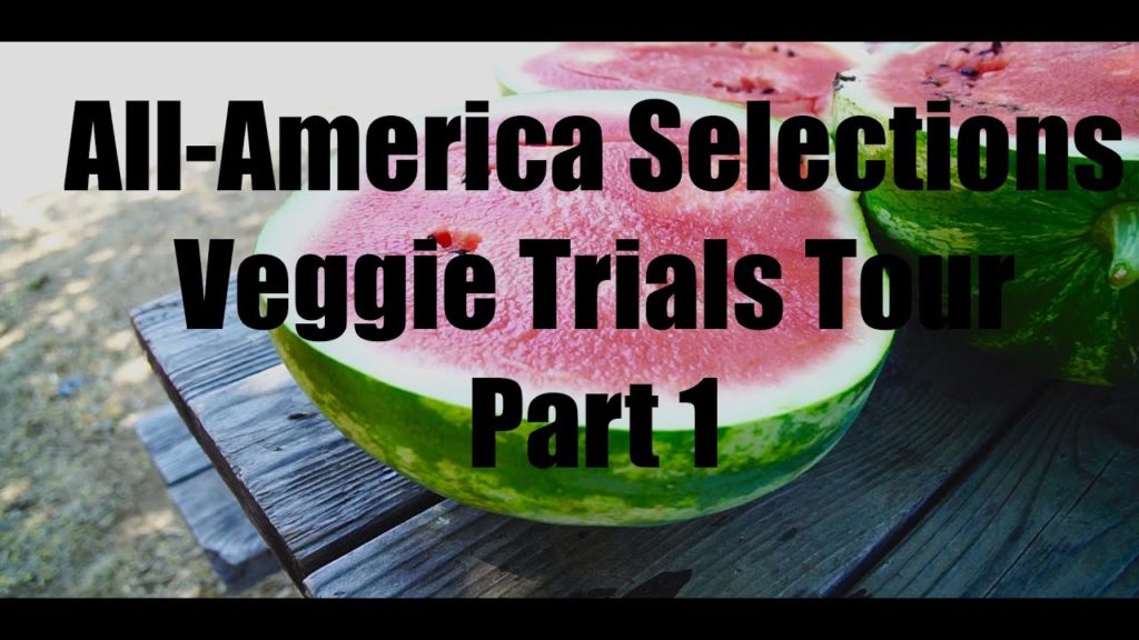 CaliKim: All-America Selections Veggie Trials Tour – Part 1 – in 4 K All-America Selections Veggie Trials Tour - Part 1 - in 4 K