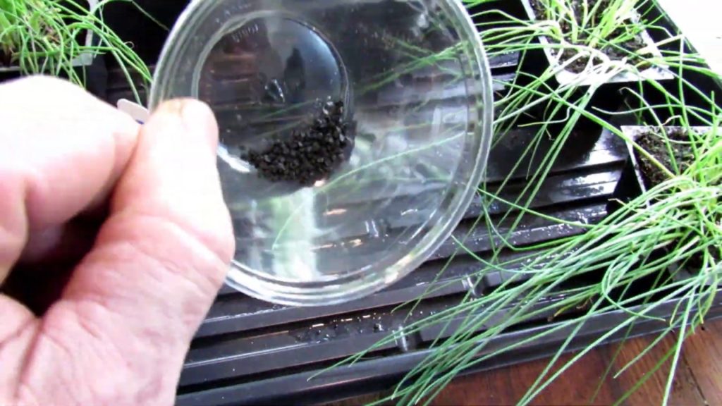 All-America Selections Flowers & Vegetables: How to Easily Seed Start Onions and Leeks: Over-Seed, Over-Grow, Keep Fed and Separate & Plant How to Easily Seed Start Onions and Leeks: Over-Seed, Over-Grow, Keep Fed and Separate & Plant