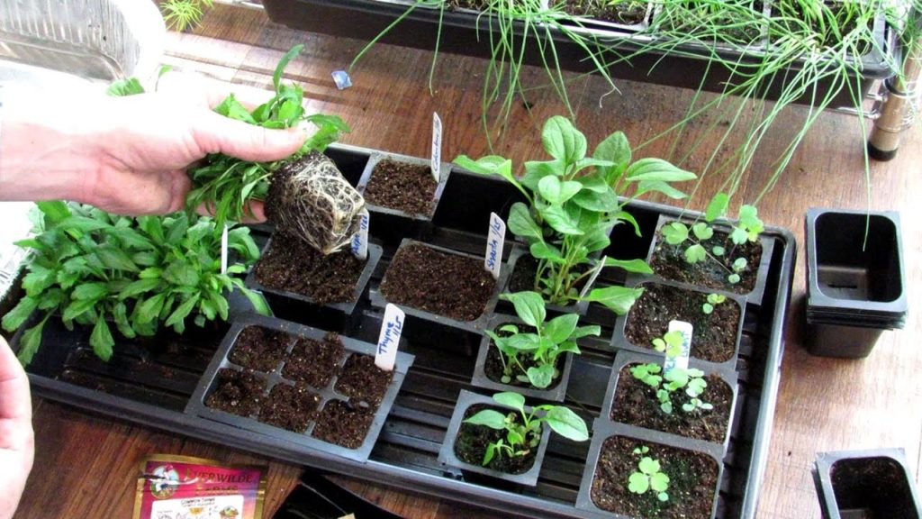 How to Seed Start Perennials Indoor & Save A Lot of Money: Daisies, Coneflower, Columbine & Thyme