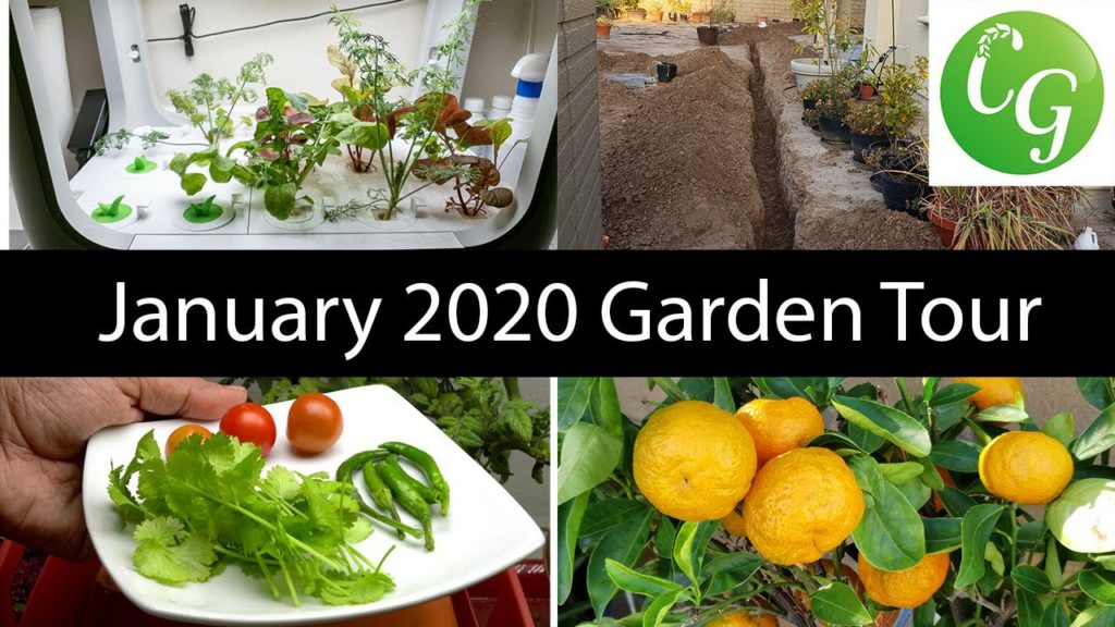California Gardening: California Gardening – Jan 2020 Garden Tour – Gardening Tips! California Gardening - Jan 2020 Garden Tour - Gardening Tips!