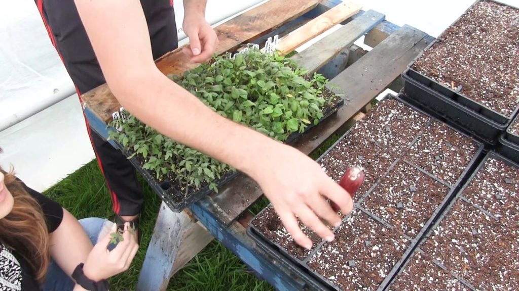 Back to Basics Ep. 7 - How When and Why to Up-Pot