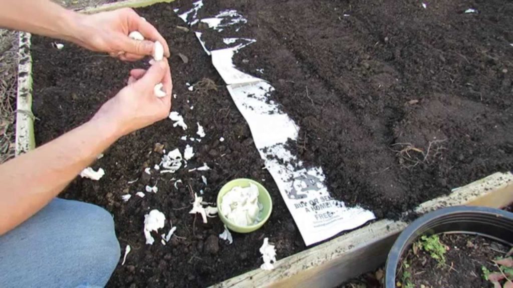 TRG 2016: Planting Fall Garlic Quickly and Easily - Plant a Few Cloves!