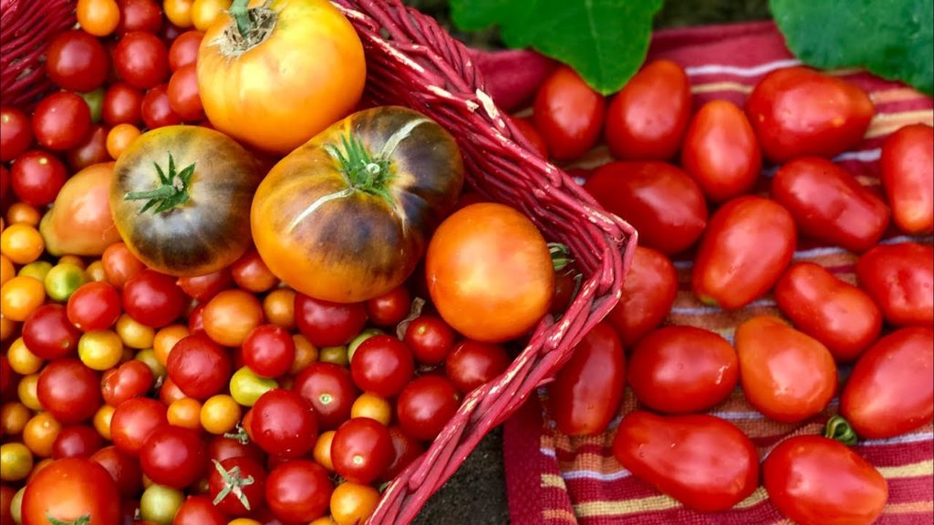 CaliKim: π
LIVE 3 Tips to Grow LOTS of Tomatoes, Determinate vs. Indeterminate Tomatoes, Q & A (REPLAY) π
LIVE 3 Tips to Grow LOTS of Tomatoes, Determinate vs. Indeterminate Tomatoes, Q & A (REPLAY)