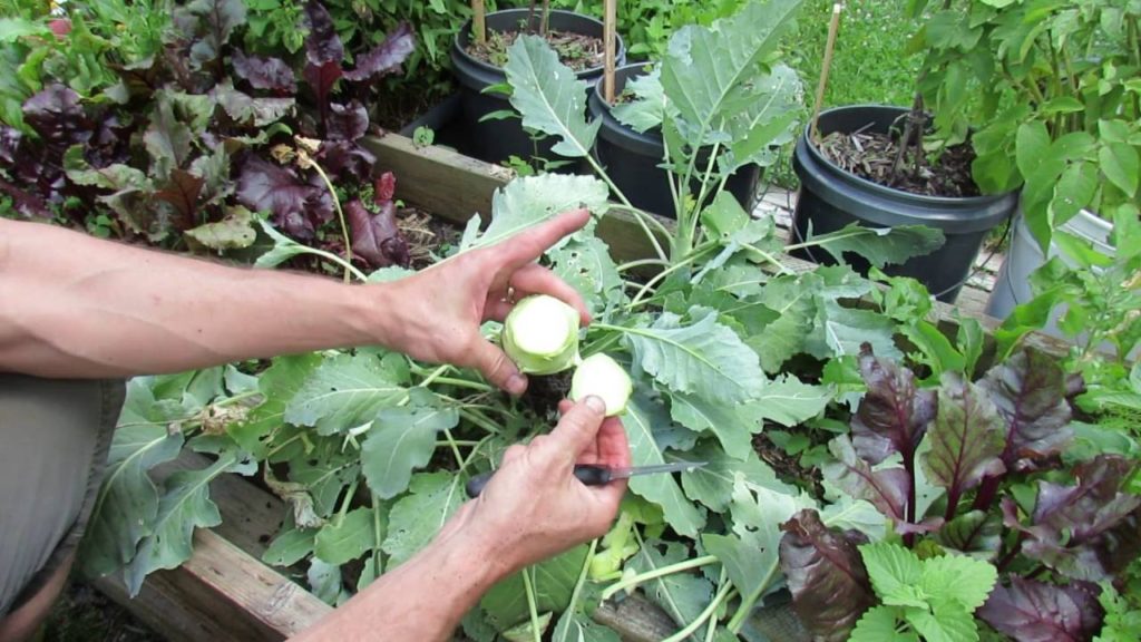 Gary Pilarchik: Kohlrabi: Harvest and Introduction: A Cultivar of Cabbage -TRG 2016 Kohlrabi: Harvest and Introduction: A Cultivar of Cabbage -TRG 2016