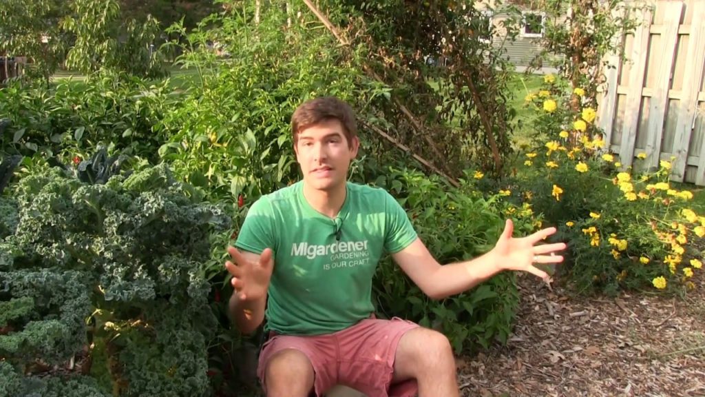 MIgardener: 4 Varieties We Grew For The First Time That We LOVED! 4 Varieties We Grew For The First Time That We LOVED!