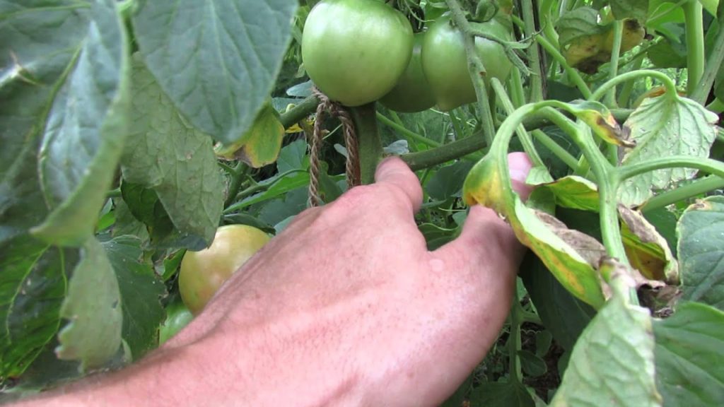 Gary Pilarchik: What Exactly is Single Stem Tomato Pruning: A Video Example – TRG 2014 What Exactly is Single Stem Tomato Pruning: A Video Example - TRG 2014