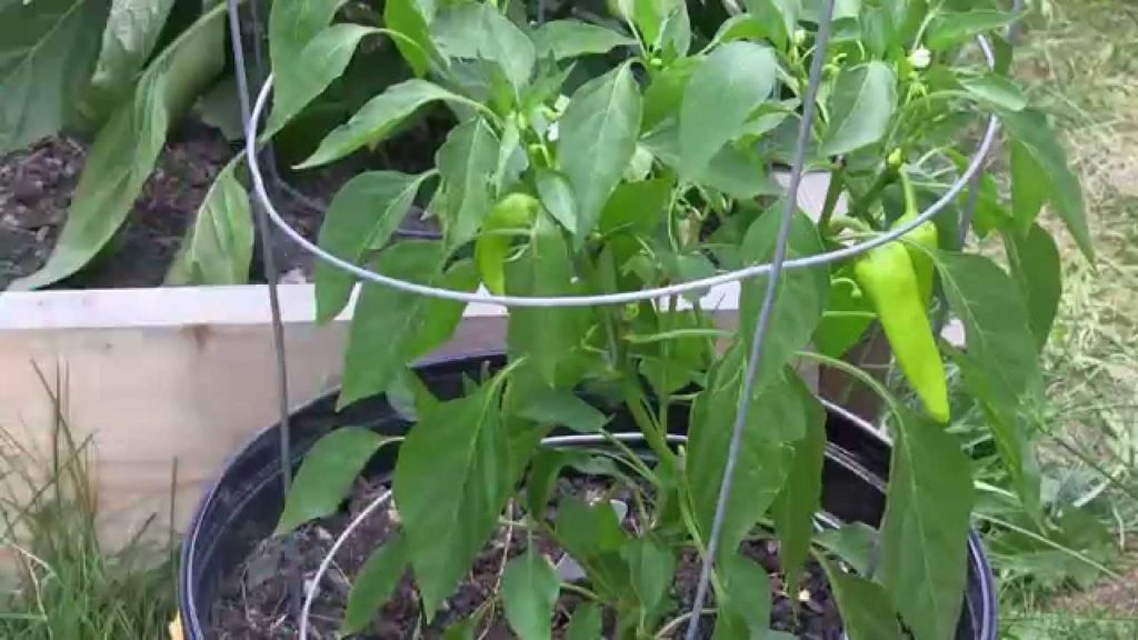 Harvesting Potatoes, Tomatoes, and Peppers From the Garden