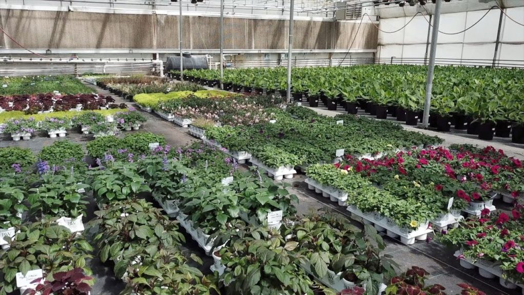 Garden Answer: Picking up annuals! ๐๐ฟ๐// Garden Answer Picking up annuals! ๐๐ฟ๐// Garden Answer