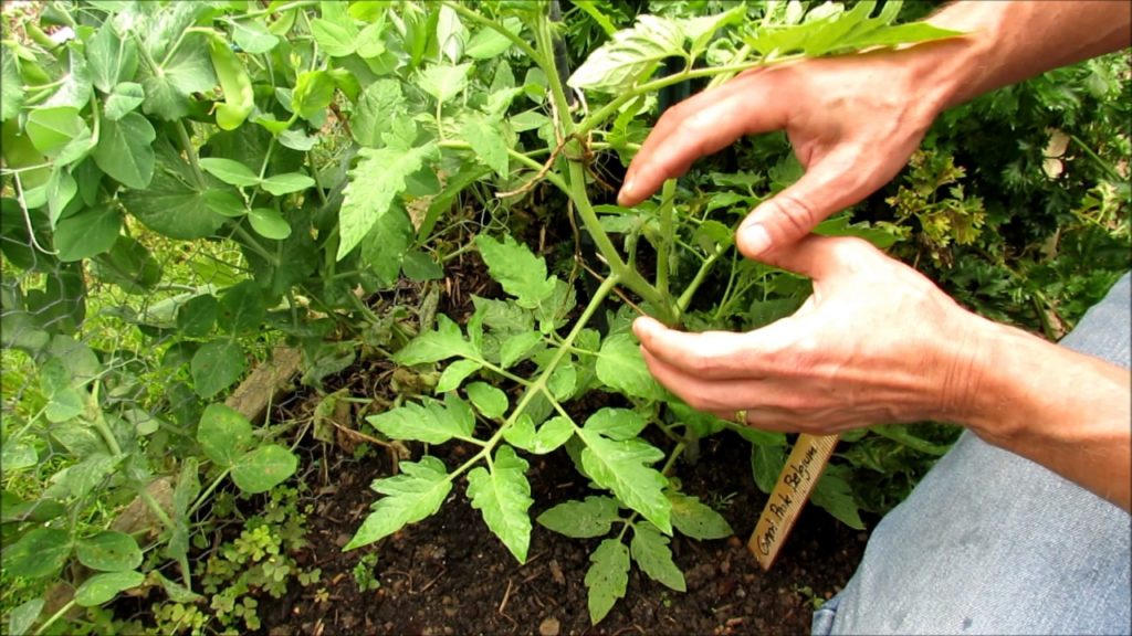 How to Grow Large 1-2+  Pound Tomatoes (2of5): Pruning, Staking, Mulching & Feeding