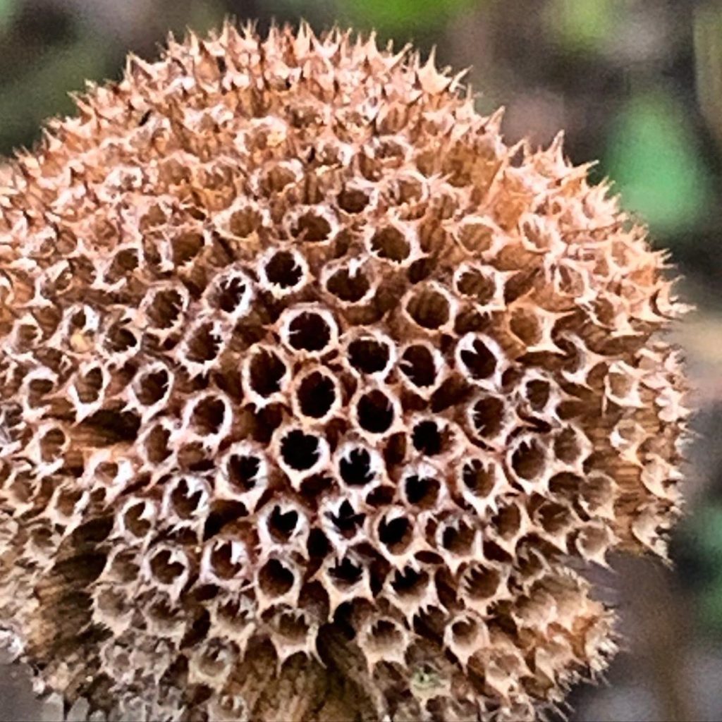 I can’t think of a better reason not to cut your garden down in autumn than this...