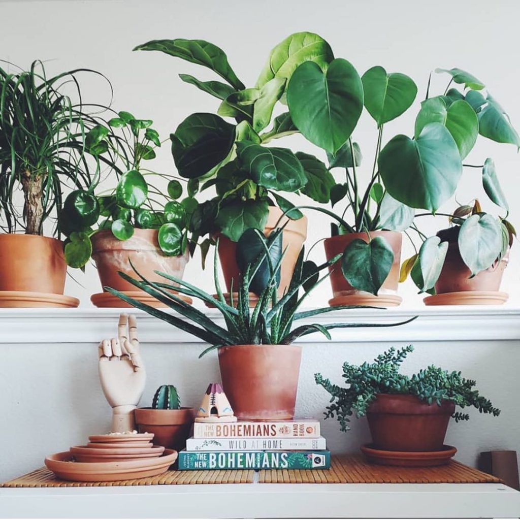 We love this shot from @cottacasa featuring a whole lot of pretty planties and  ...