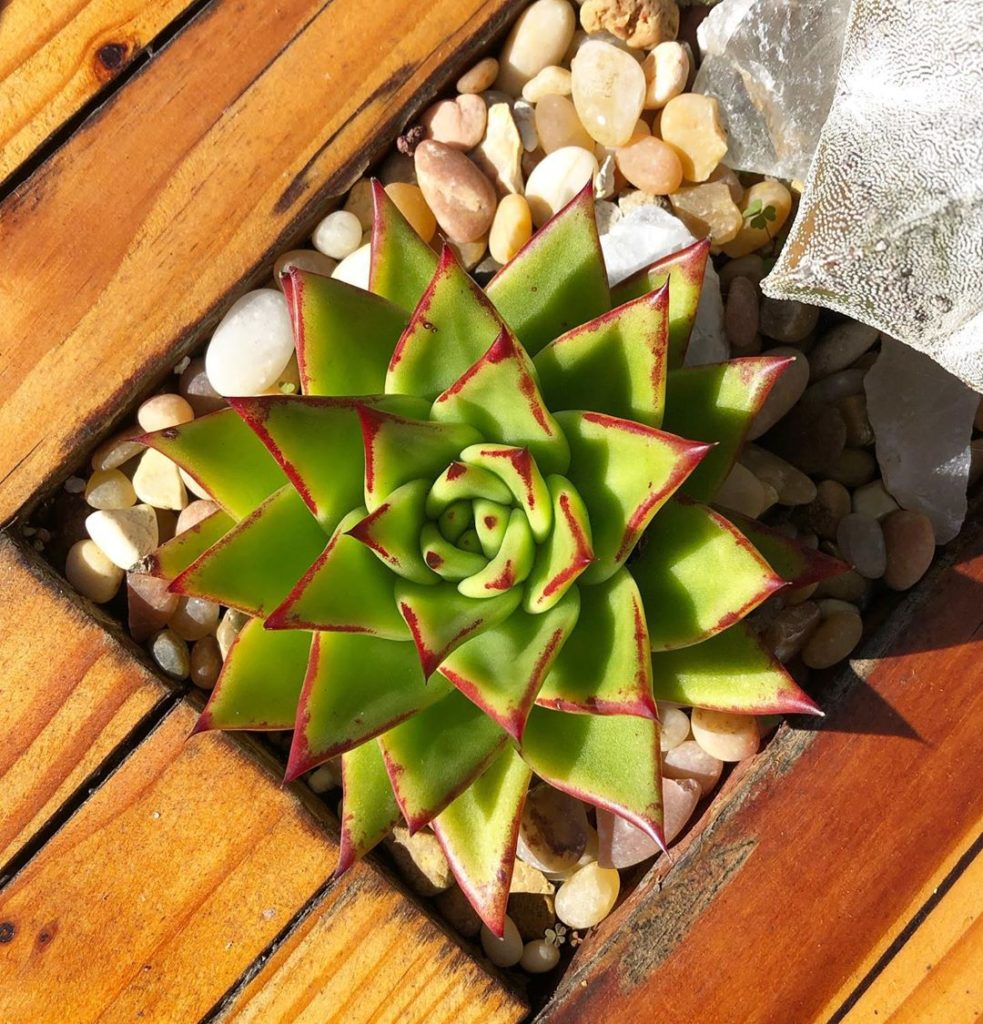 Echeveria agavoides "Lipstick Echeveria" — More sun = more lipstick  #echeveriaa...