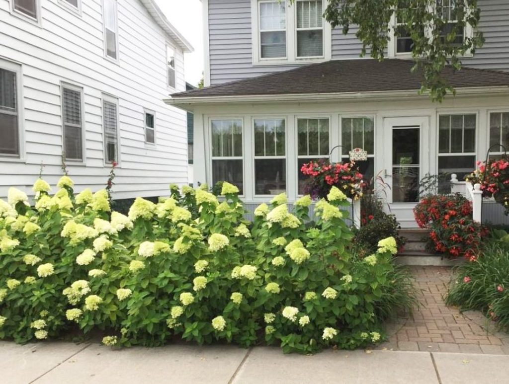 We're always happy to see hydrangeas, how about you?
.
The Grand Garden Show on ...