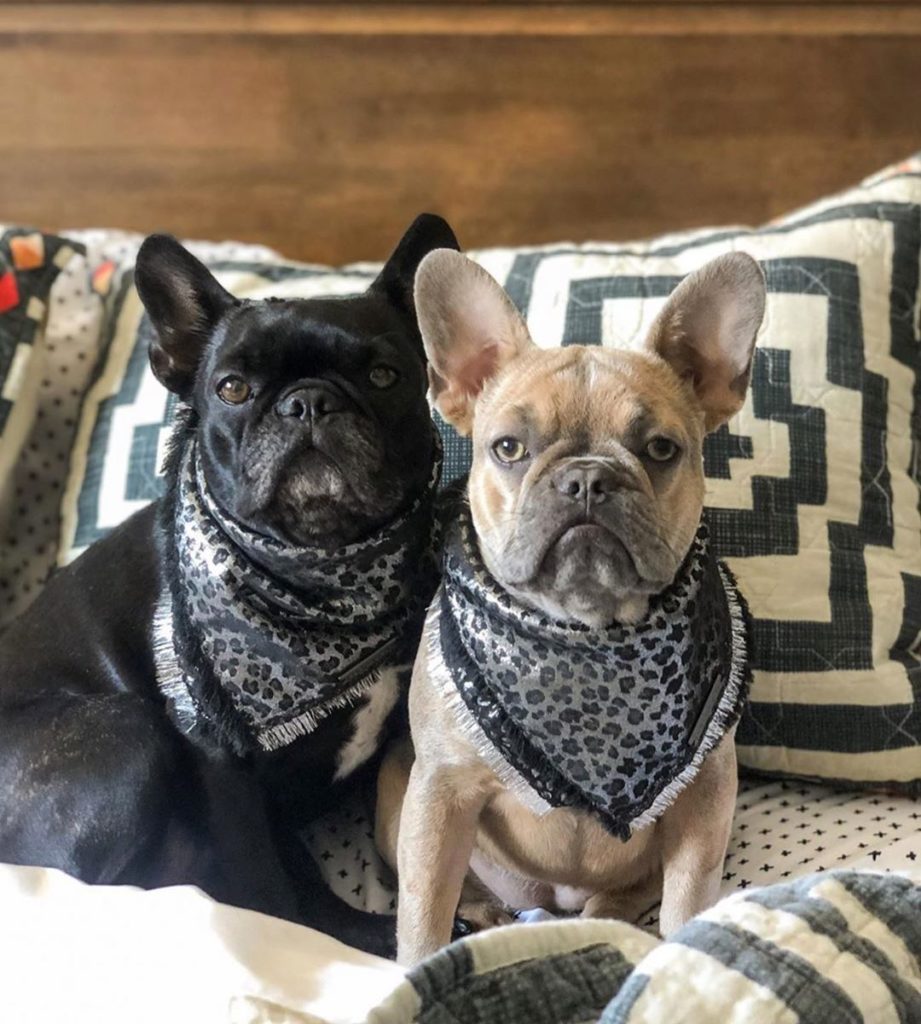 @margoandfig living their best lives on our bestselling Hypnotic quilt! #jungalo...