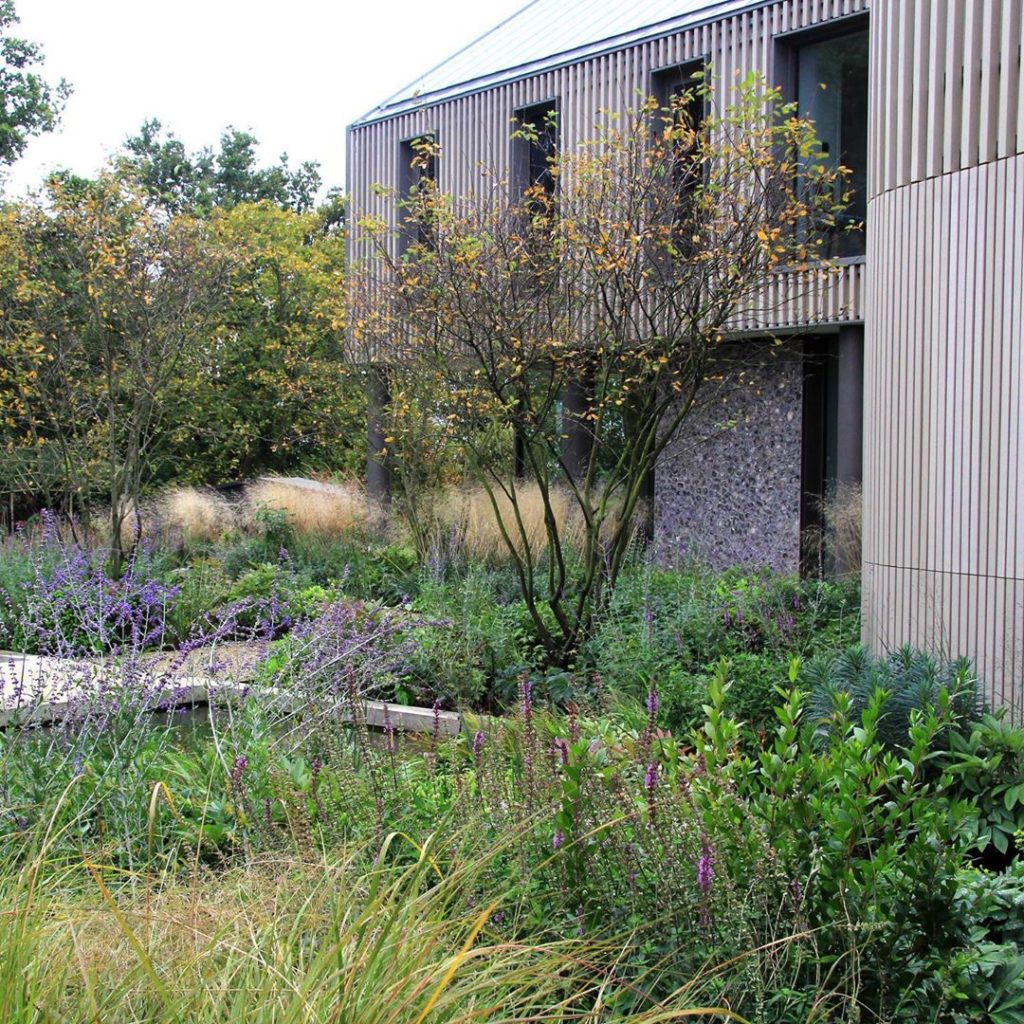 The first year of a new #garden shows how #plants need to establish. Swipe to se...