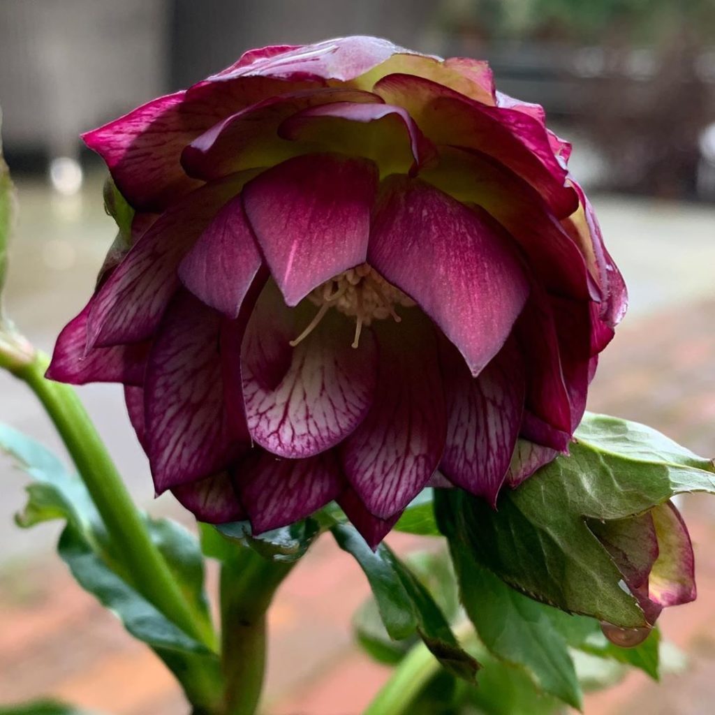 Winter warmers, purple passions or bronze beauties... call them what you will bu...