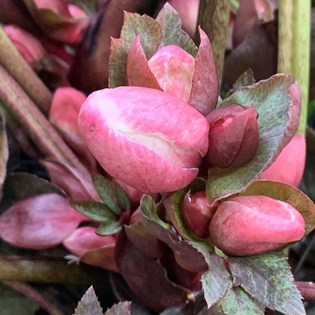 Nearly... #helleborus #gardendesign #gardening #toowettogarden #loveplants #plan...