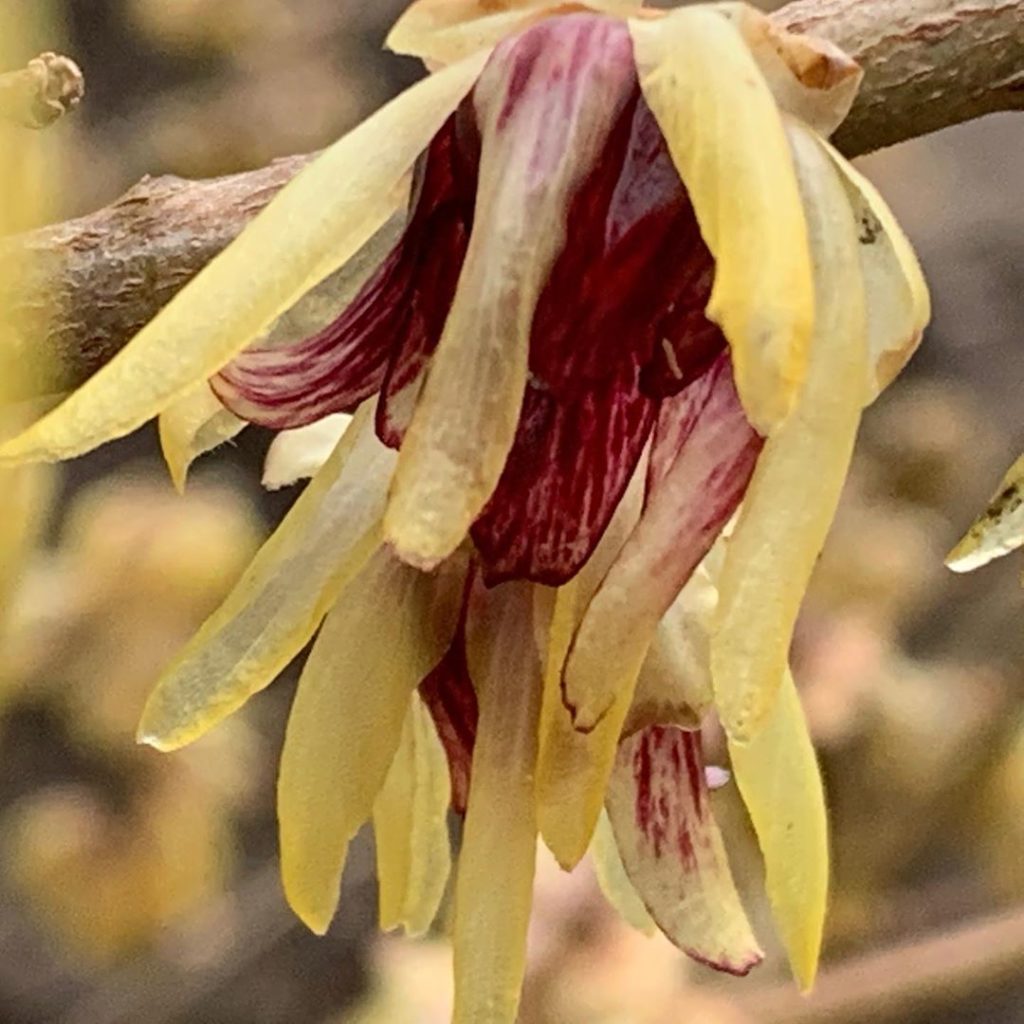 Slight soggy after the rain but still slapping you in the face (in a lovely frag...