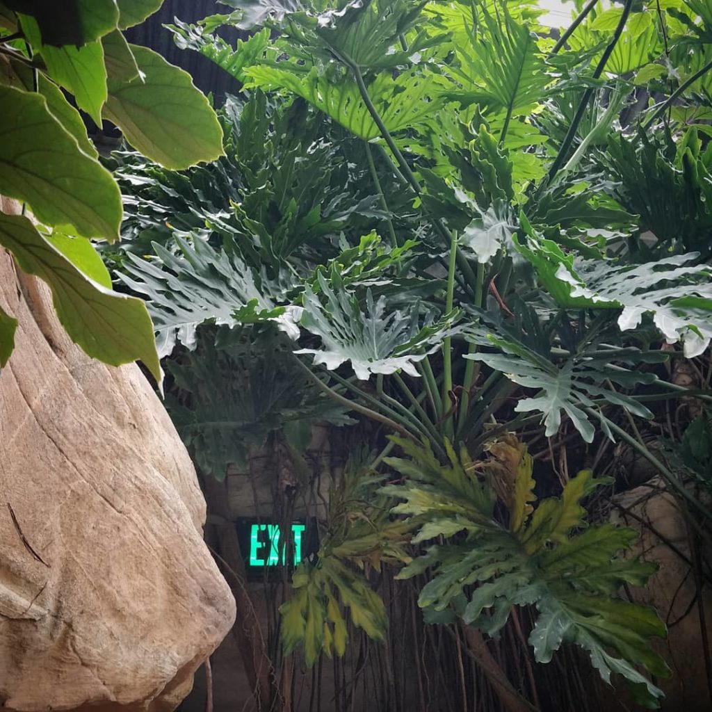 houseplantjournal: Older leaves WILL make their exit – it’s inevitable. Leaves, like skin cells, … Older leaves *WILL* make their exit - it's inevitable. Leaves, like skin cells, ...