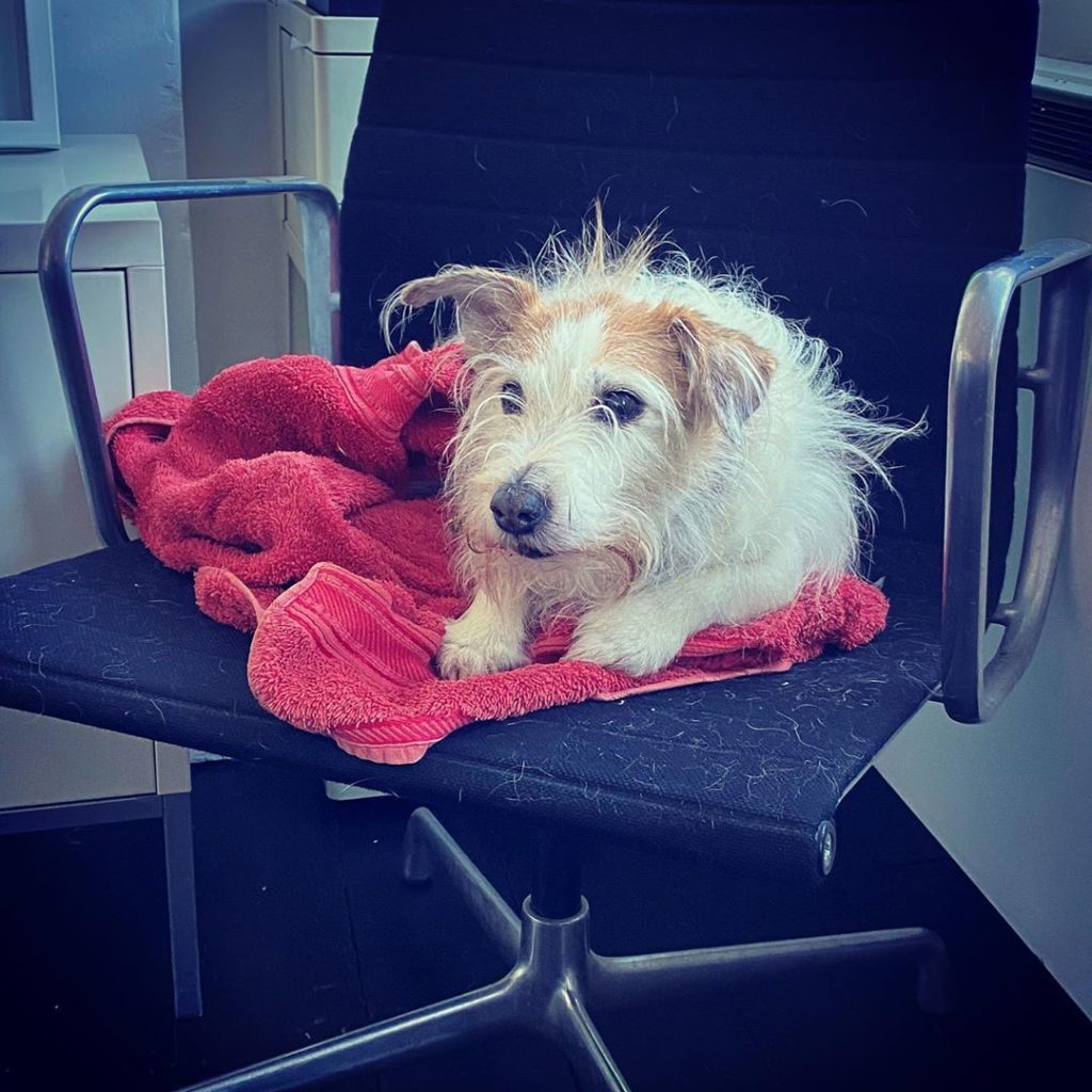 Happy birthday Gina - 16 and still going strong #manyhappyreturns #sweet16 #offi...