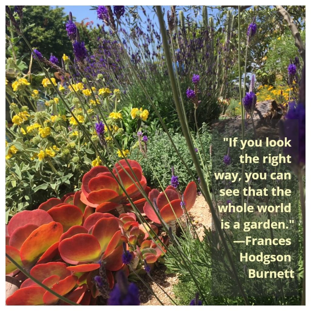 Where are you (and your garden) located?
.
We come to you from Calimesa, CA (bet...