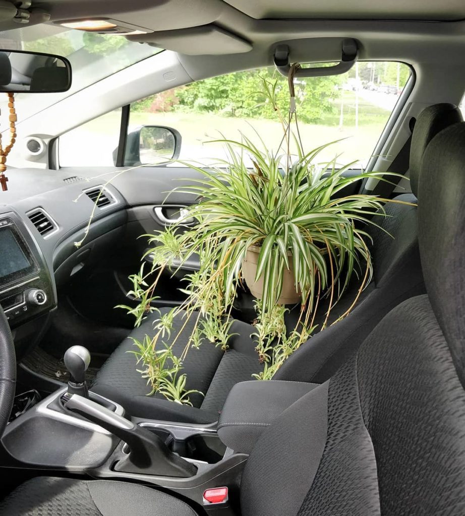 Let me clarify houseplant watering for you:
.
Q: How often do you fill up your c...